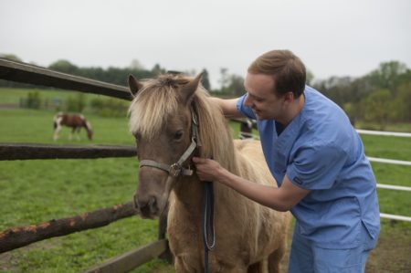 Vet Tech student caring for horse 
