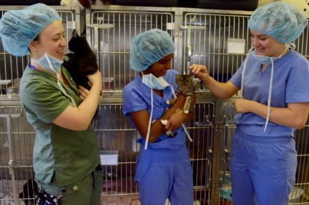 Vet tech students at Manor College hug cats
