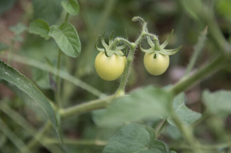 Green tomatoes begin to grow in a garden.